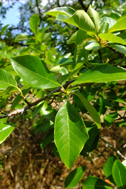 August close-up photo
