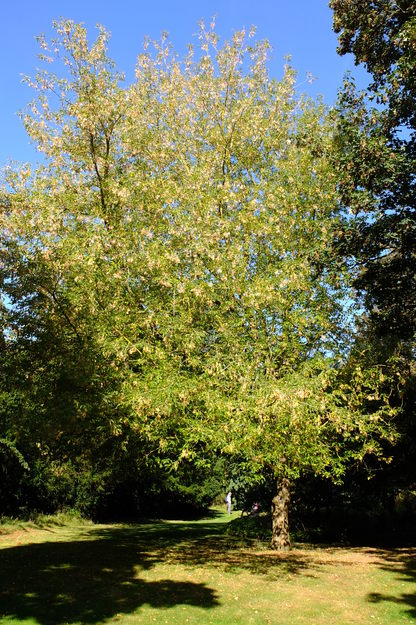 September tree photo