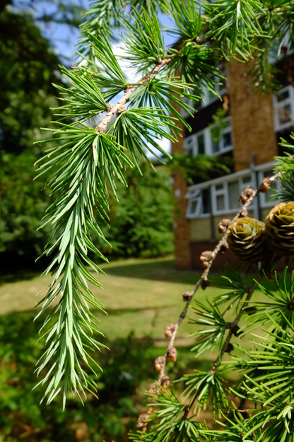 August close-up photo