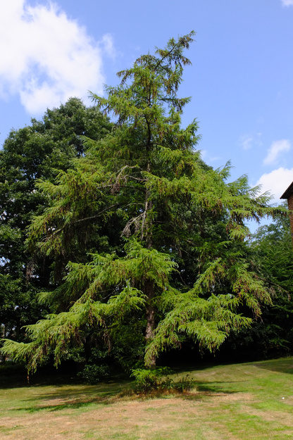 August tree photo