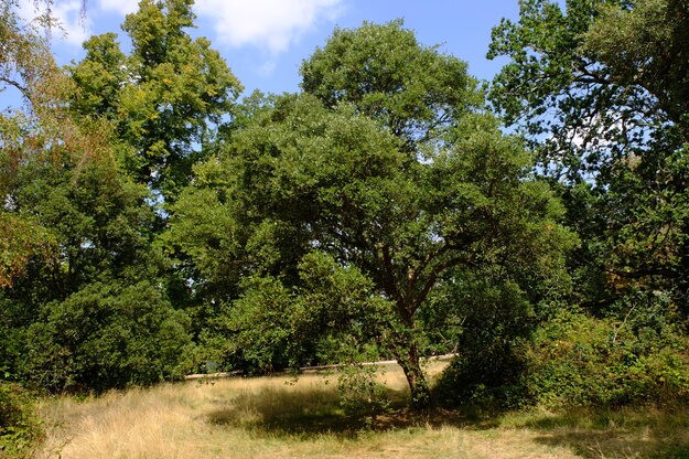 August tree photo