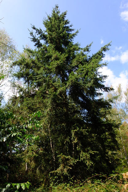 August tree photo
