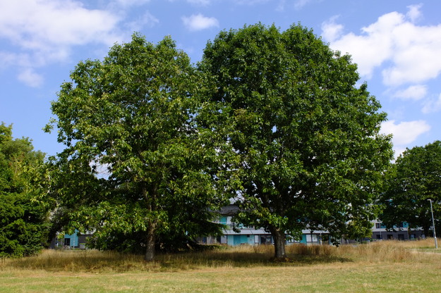 August tree photo