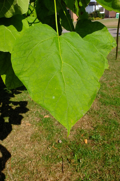 August close-up photo