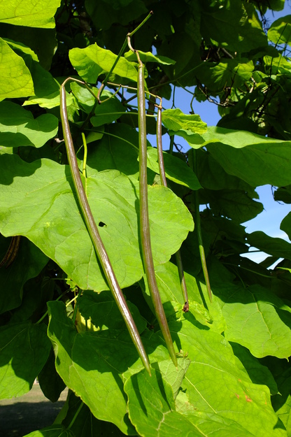 August close-up photo