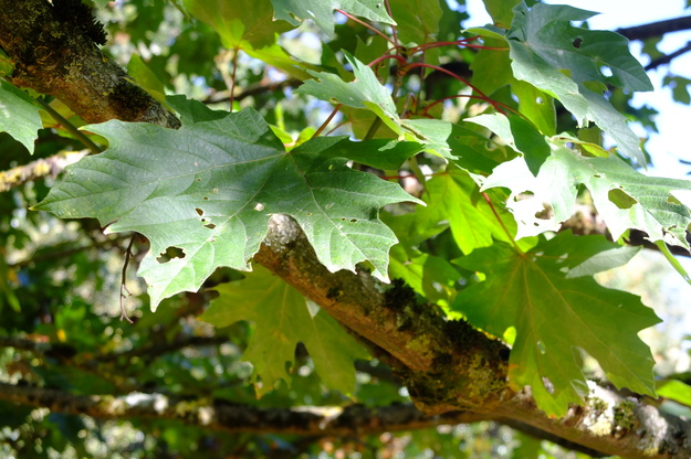 September close-up photo