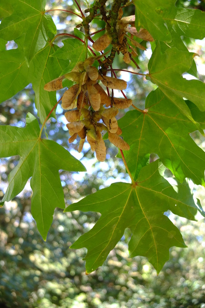 September close-up photo