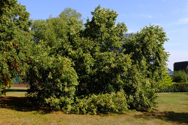 August tree photo