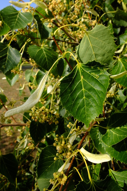 August close-up photo