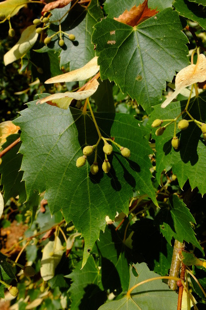 August close-up photo