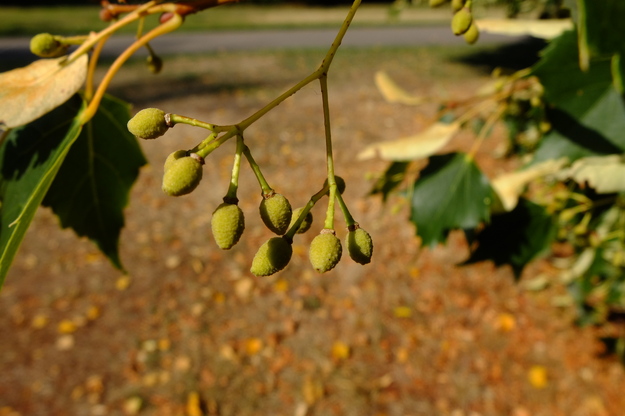 August close-up photo