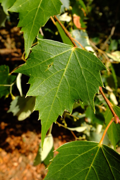 August close-up photo