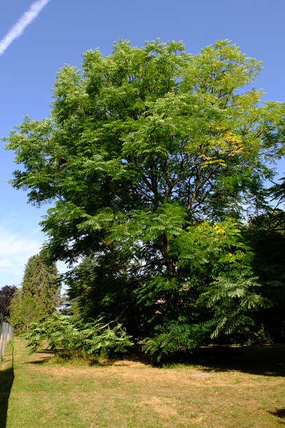 August tree photo