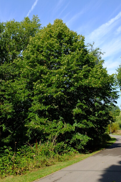 August tree photo