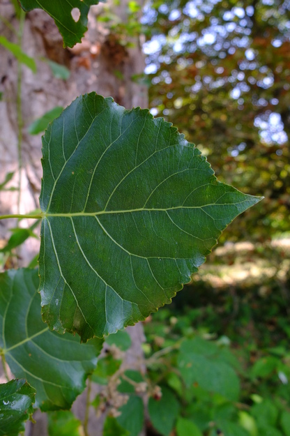 August close-up photo