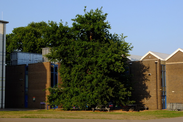 August tree photo