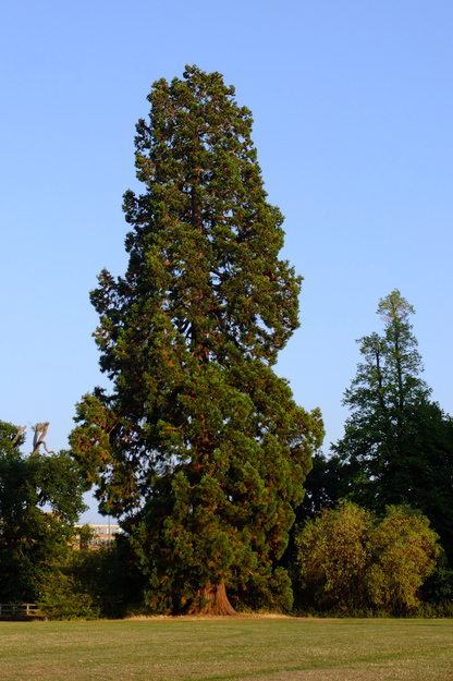August tree photo