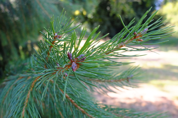 September close-up photo