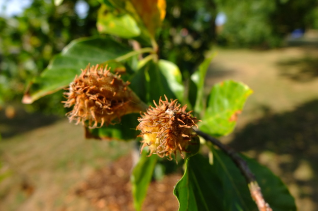 August close-up photo