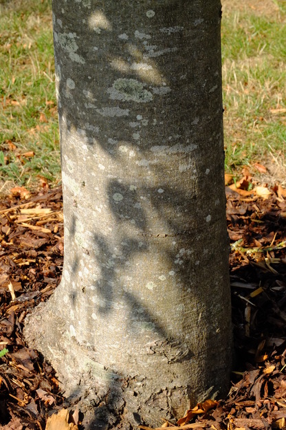 August close-up photo