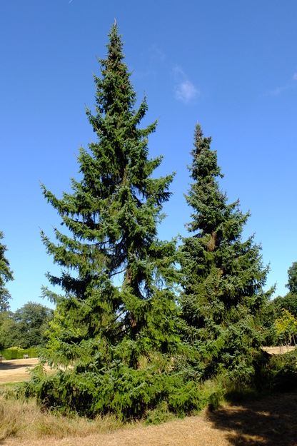 September tree photo