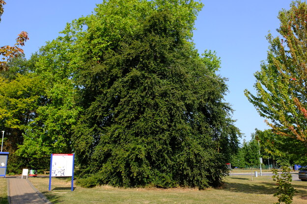 August tree photo
