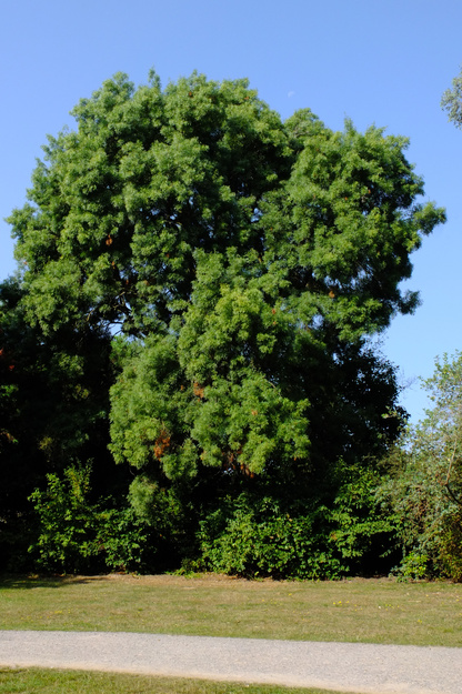 August tree photo