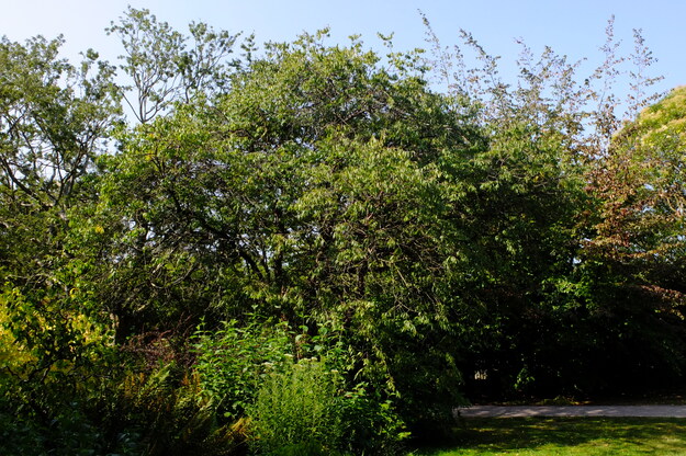 August tree photo