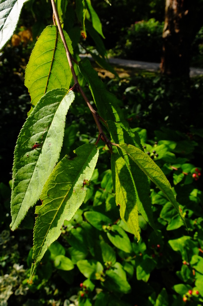 August close-up photo