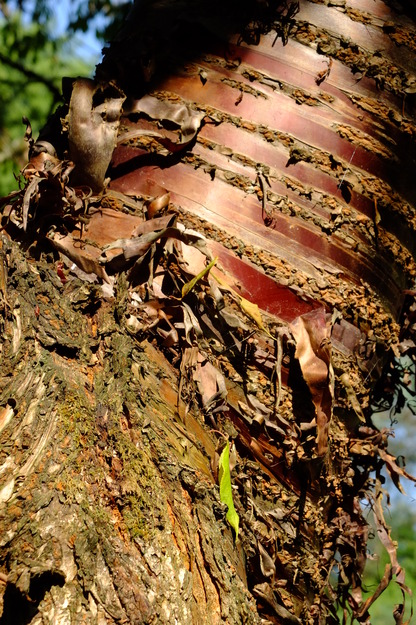 August close-up photo