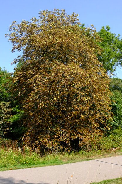 August tree photo