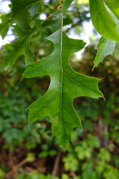August close-up photo