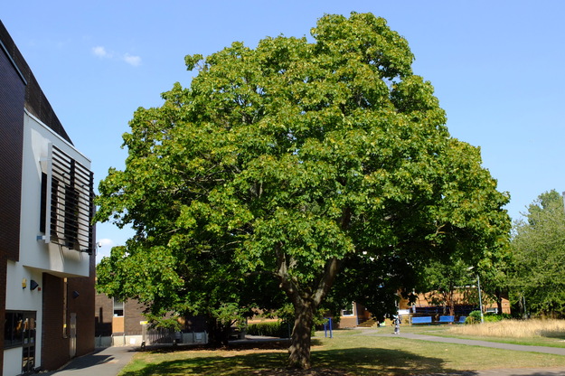 August tree photo