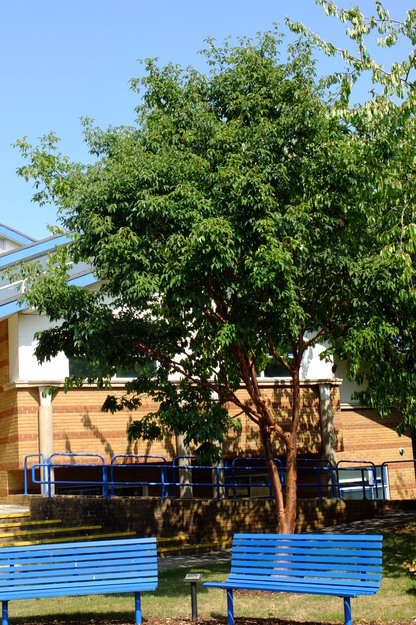 August tree photo