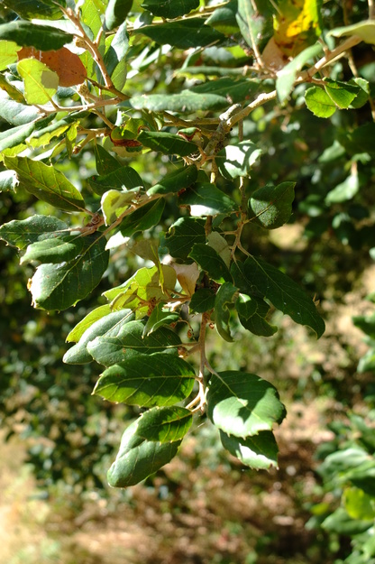 September close-up photo