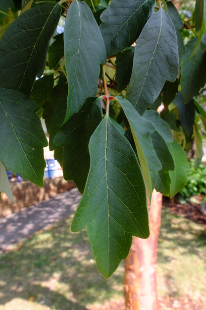 August close-up photo