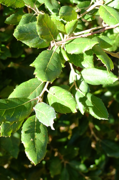 September close-up photo