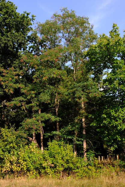 August tree photo