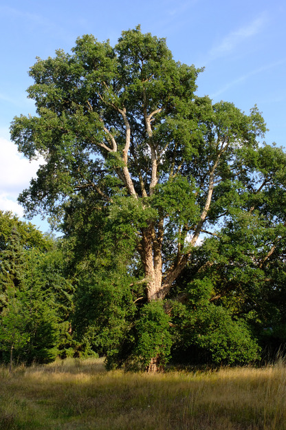 August tree photo
