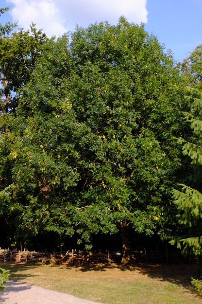 August tree photo