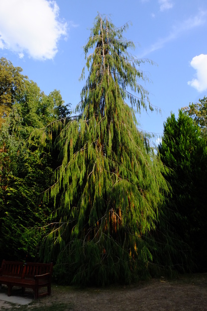 August tree photo