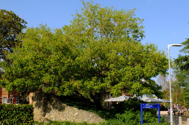 August tree photo