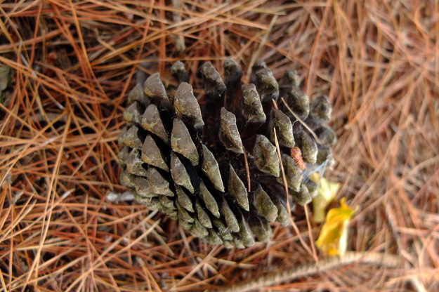 August close-up photo