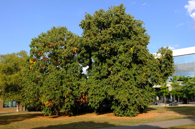 August tree photo