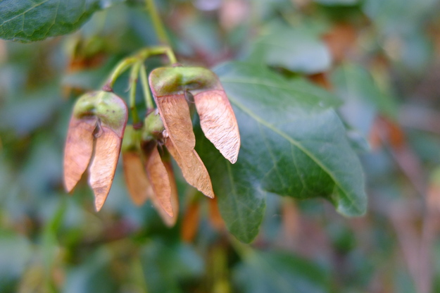 August close-up photo