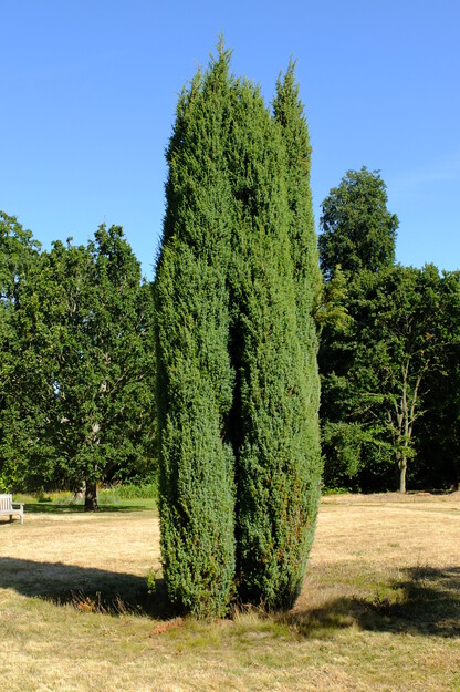 Photo of Juniperus communis