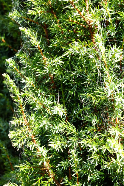 September close-up photo