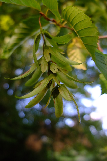August close-up photo