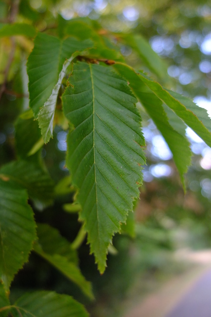 August close-up photo