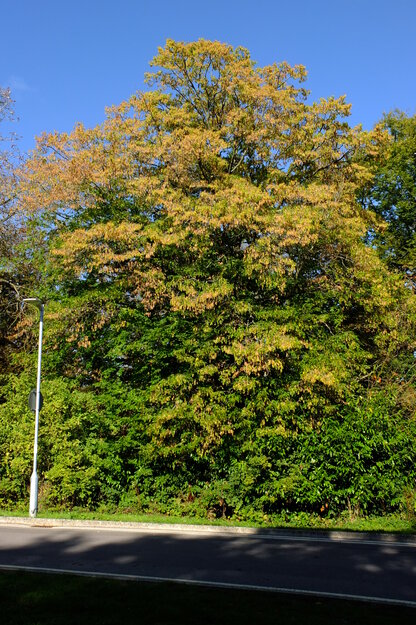 Redrow Drive tree photo